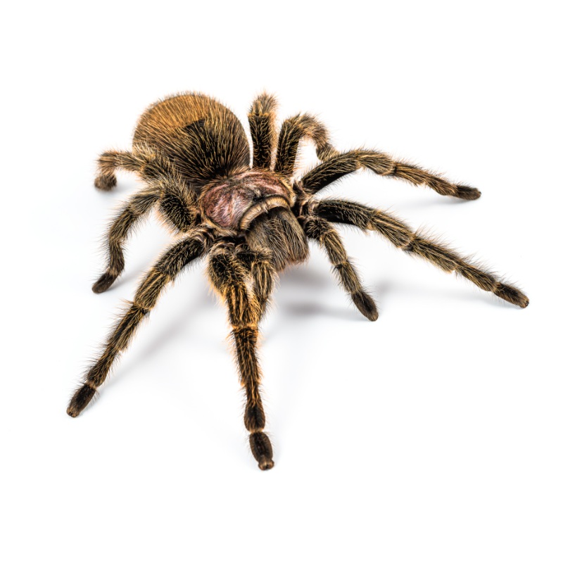Grammostola porteri